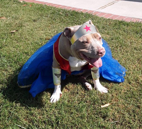 /Images/uploads/Friends of Seal Beach Animal Care Center/2022sbacc/entries/21145thumb.jpg